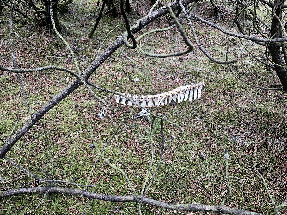 dyreskelet i Kronheden