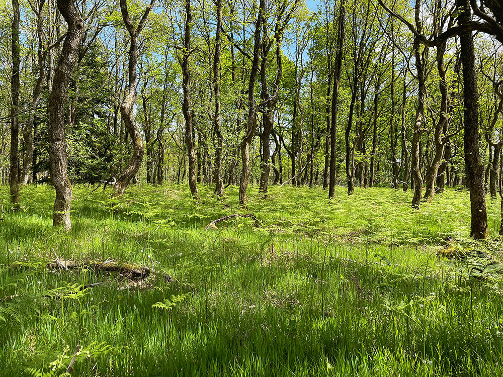 Forår i nationalpark stråsø