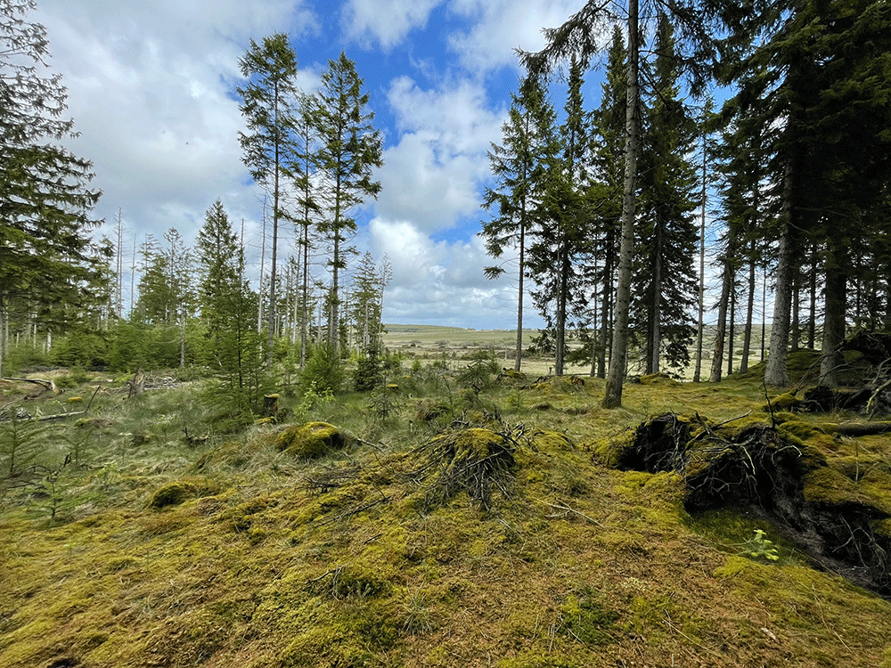 Forår på Kronheden