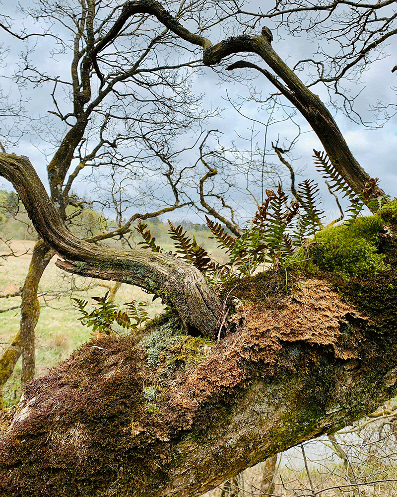 Vestjyllands vilde natur