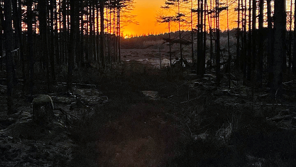 Godnat fra nationalpark stråsø