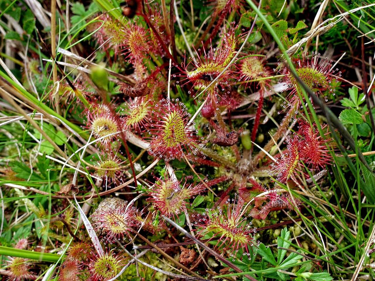 Kødædende planter