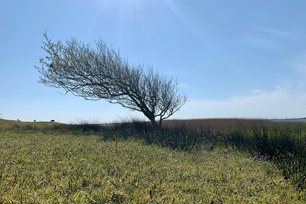 Vestenvinden former naturen