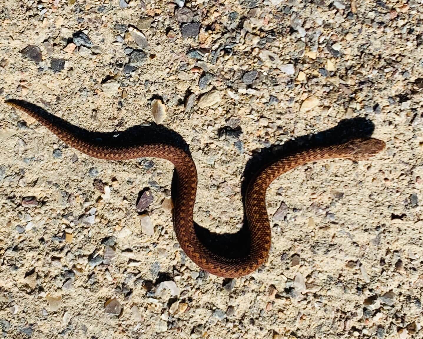 Forår på Kronheden